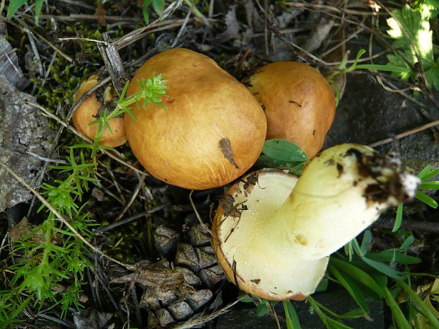 masliak zrnitý Suillus granulatus (L.) Roussel