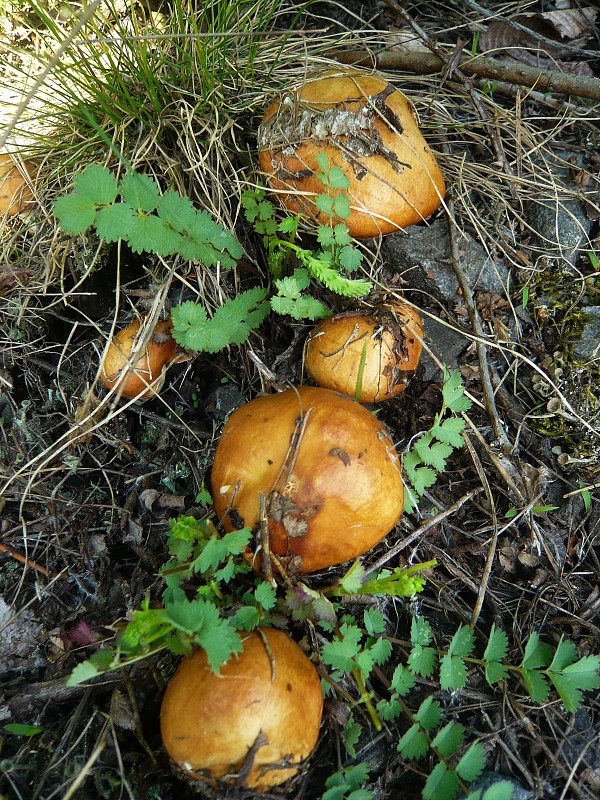 masliak zrnitý Suillus granulatus (L.) Roussel