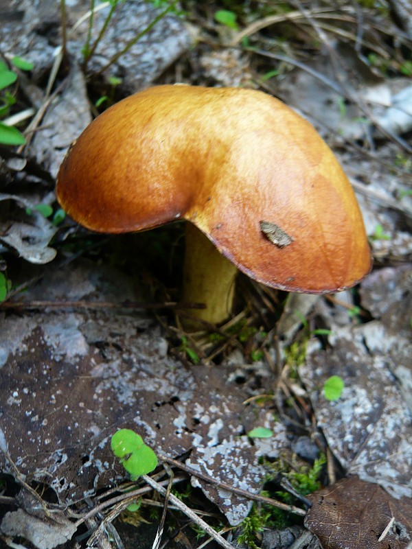 masliak zrnitý Suillus granulatus (L.) Roussel