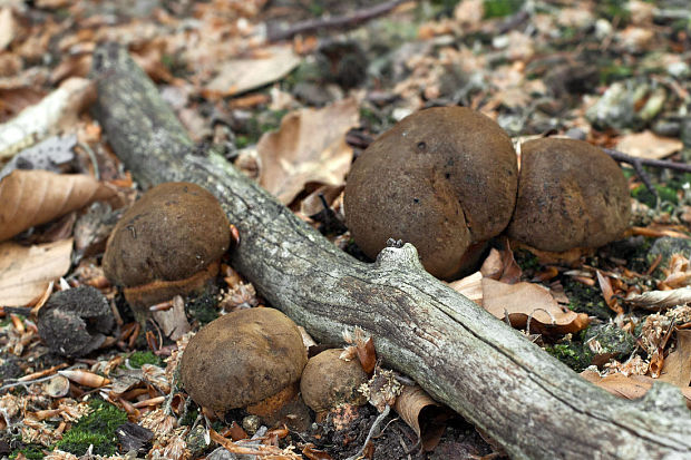 hríb zrnitohlúbikový Sutorius luridiformis (Rostk.) G. Wu & Zhu L. Yang