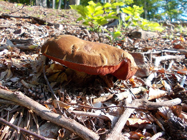 hríb zrnitohlúbikový Sutorius luridiformis (Rostk.) G. Wu & Zhu L. Yang