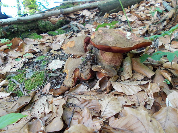 hríb zrnitohlúbikový Sutorius luridiformis (Rostk.) G. Wu & Zhu L. Yang