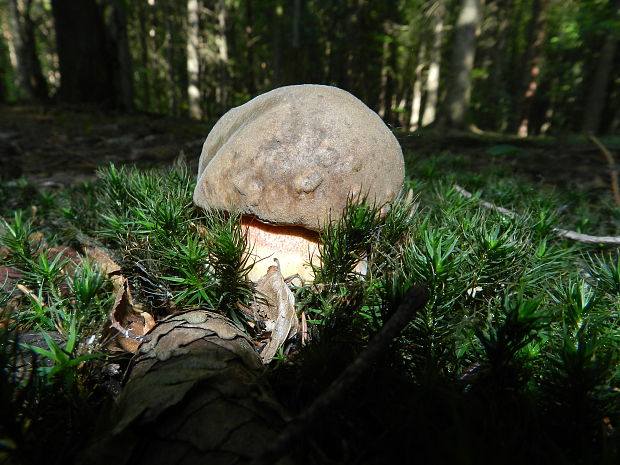 hríb zrnitohlúbikový Sutorius luridiformis (Rostk.) G. Wu & Zhu L. Yang