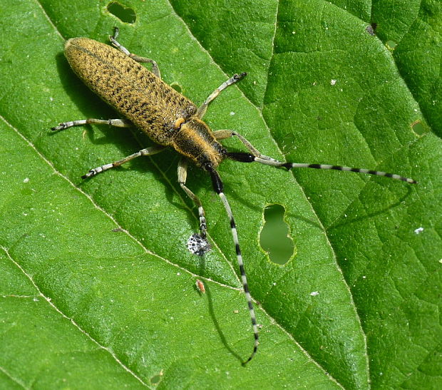 vrzúnik úzkoštíty Agapanthia villosoviridescens