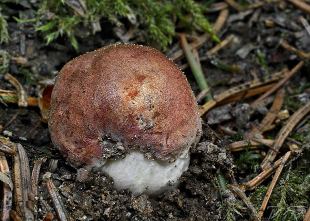 hríb sosnový Boletus pinophilus Pil. et Dermek in Pil.