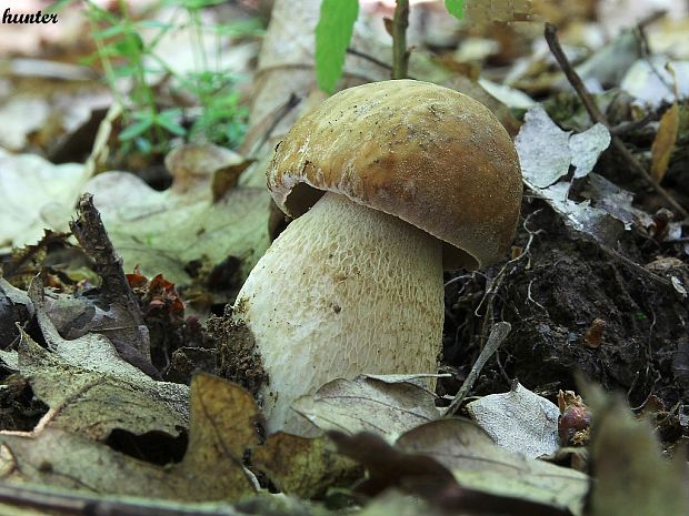 hríb dubový Boletus reticulatus Schaeff.