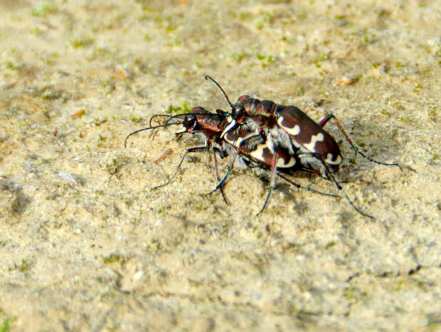 svižník lesný  Cicindela sylvicola