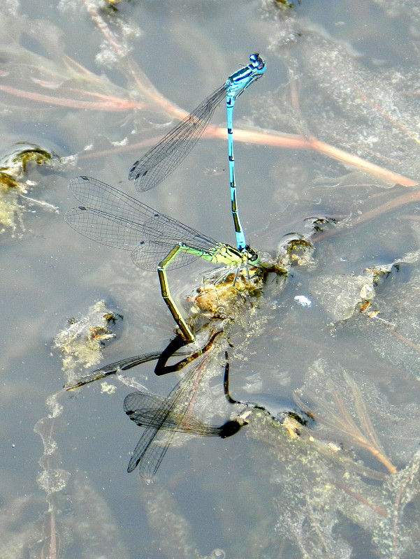 šidielko obyčajné  Coenagrion puella