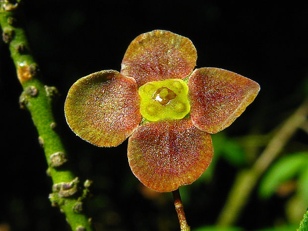 bršlen bradavičnatý Euonymus verrucosus Scop.