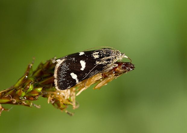 vijačka zanovätníková Eurrhypis pollinalis