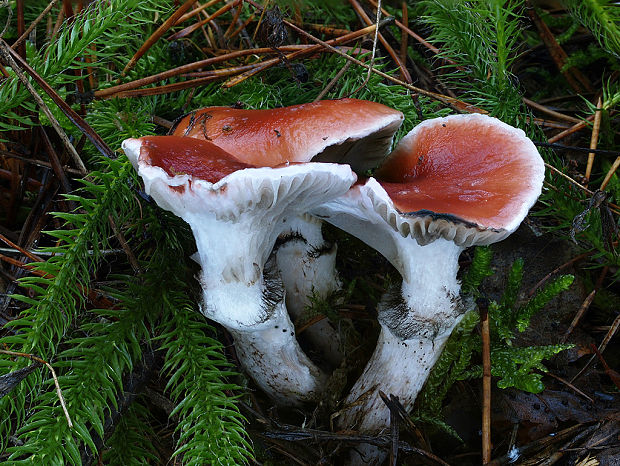 sliziak ružový Gomphidius roseus (Fr.) Oudem.