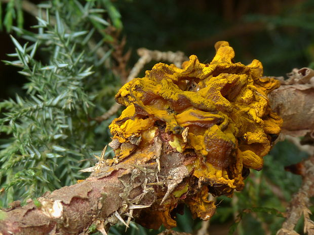 hrdzavka hrušková Gymnosporangium sabinae (Dicks.) G. Winter