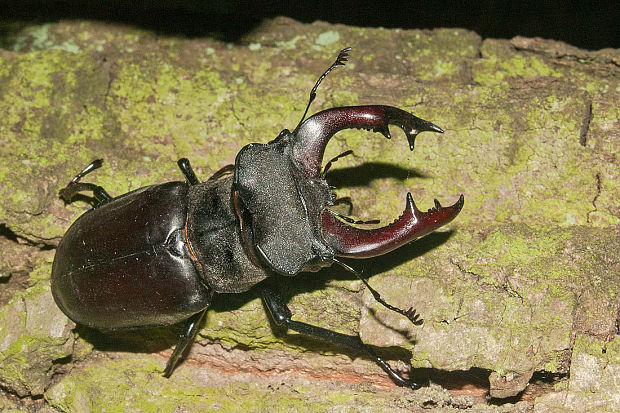 roháč veľký  Lucanus cervus