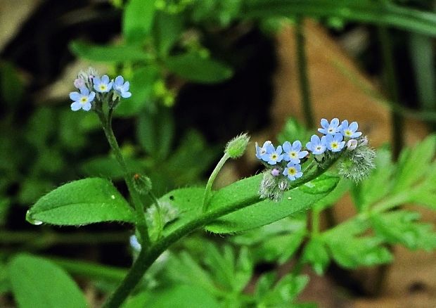 nezábudka Myosotis sp.