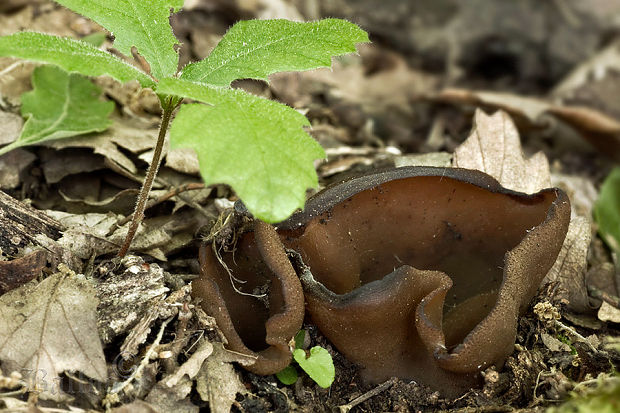 čiaška Peziza sp.