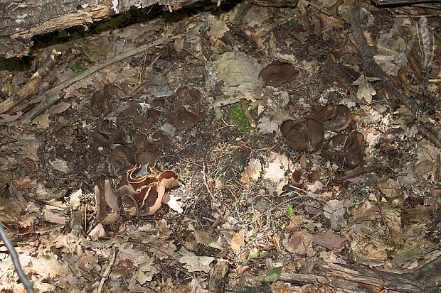 čiaška podvojná Phylloscypha phyllogena (Cooke) Van Vooren