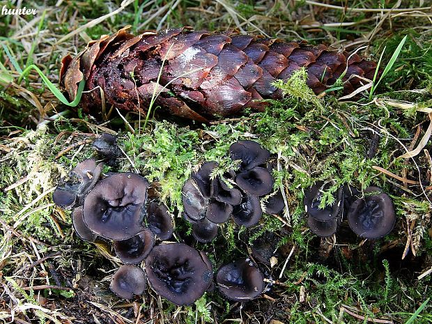 misôčka černastá Pseudoplectania nigrella (Pers.) Fuckel