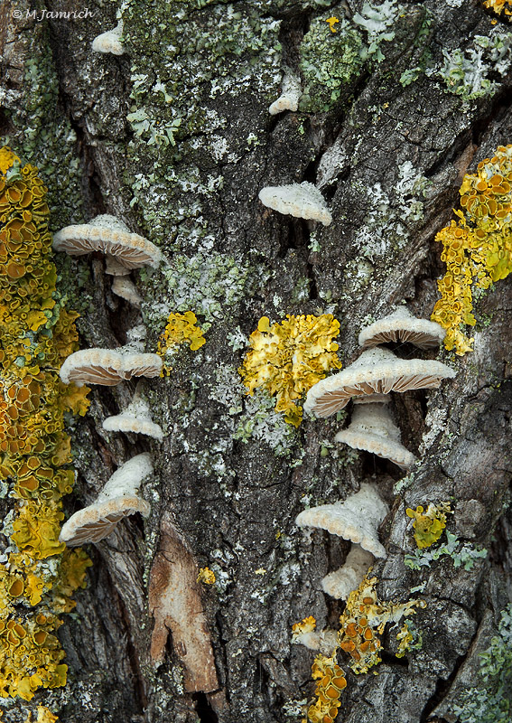 klanolupeňovka obyčajná Schizophyllum commune Fr.