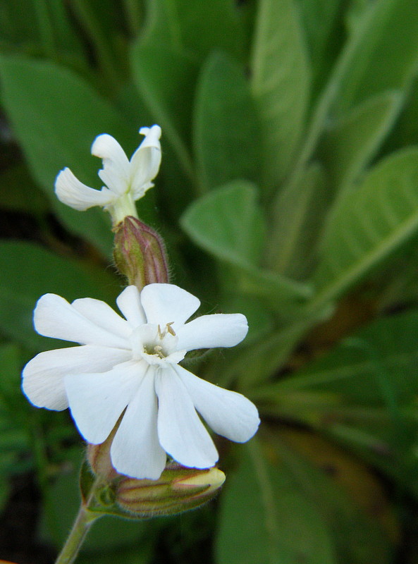 silenka biela pravá Silene latifolia subsp. alba (Mill.) Greuter et Burdet