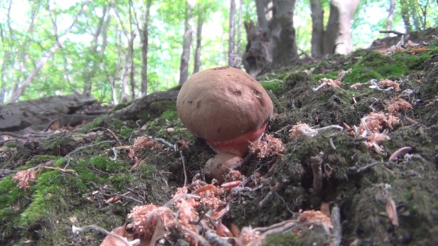 hríb zrnitohlúbikový Sutorius luridiformis (Rostk.) G. Wu & Zhu L. Yang