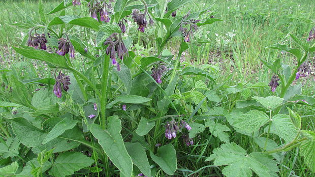 kostihoj lekársky Symphytum officinale L.