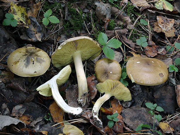 čírovka osiková Tricholoma frondosae Kalamees & Shchukin