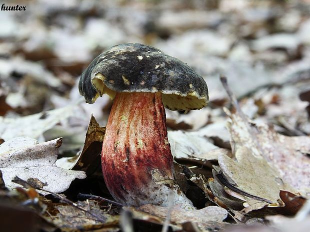 suchohríb žltomäsový Xerocomellus chrysenteron (Bull.) Šutara