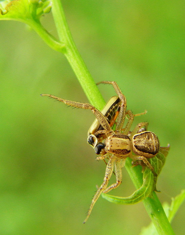 pavúk Xysticus sp