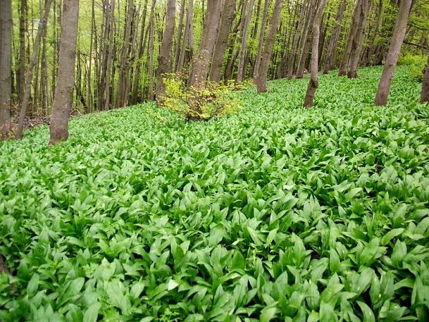 cesnak medvedí - biotop Allium ursinum L.