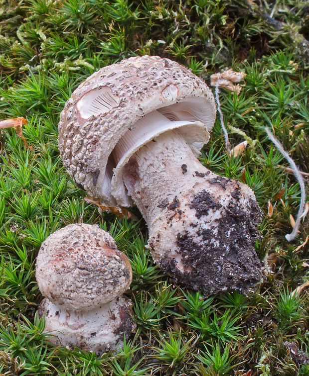 muchotrávka červenkastá Amanita rubescens Pers.