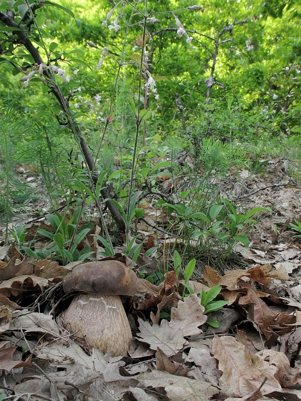 hríb bronzový Boletus aereus Bull. ex Fr.