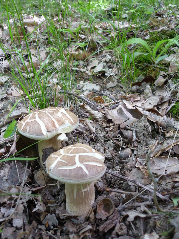 hríb dubový Boletus reticulatus Schaeff.