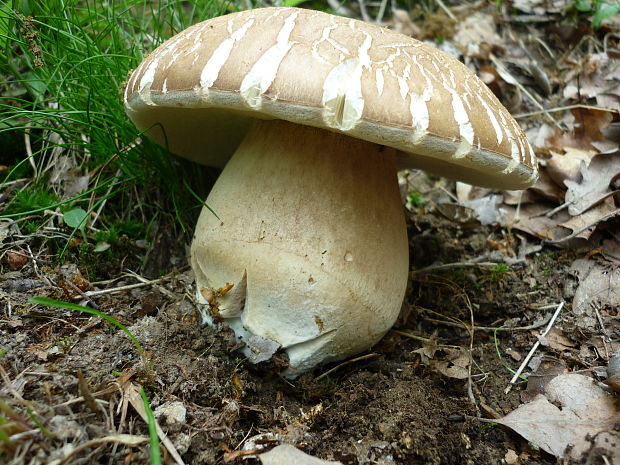 hríb dubový Boletus reticulatus Schaeff.