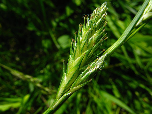 ostrica ražná Carex secalina Willd. ex Wahlenb.