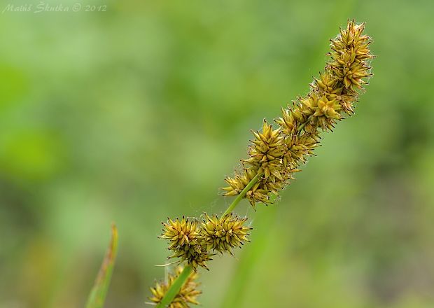 ostrica Carex sp.