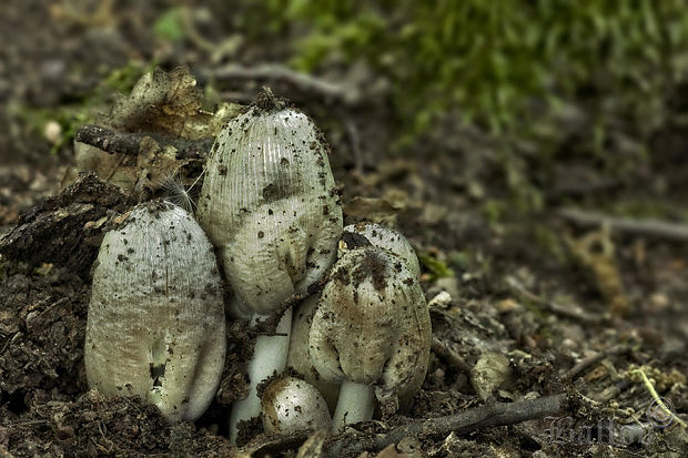 hnojník nápadný Coprinopsis insignis  (Peck) Redhead, Vilgalys & Moncalvo