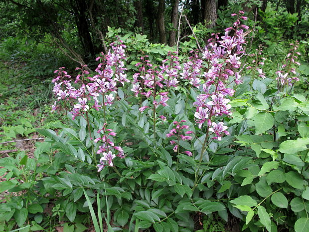 jasenec biely Dictamnus albus L.