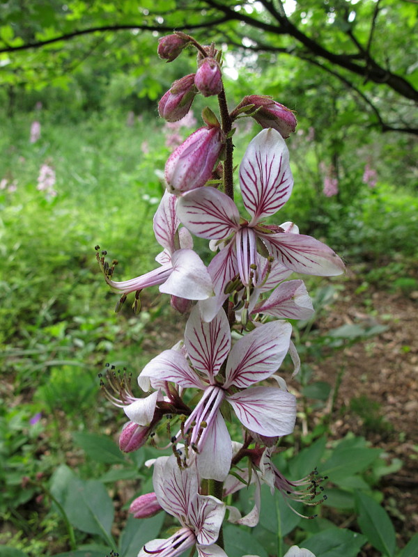 jasenec biely Dictamnus albus L.