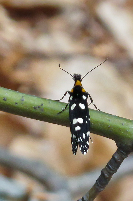 moľa ozdobná Euplocamus anthracinalis