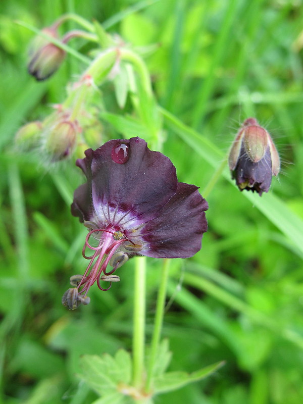 pakost hnedočervený Geranium phaeum L.