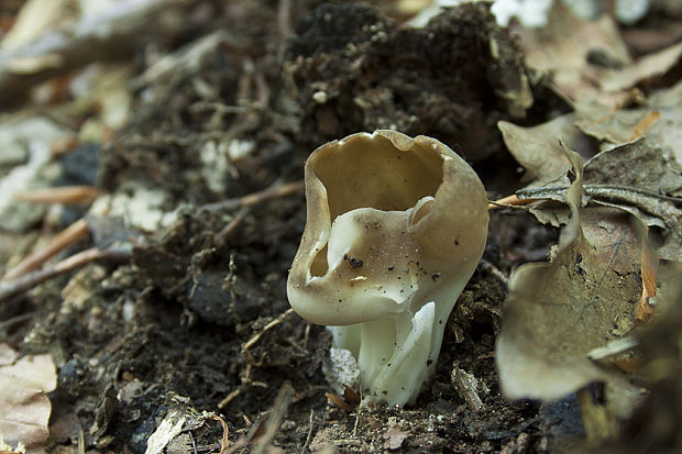 chriapač kalíškovitý Helvella acetabulum (L.) Quél.