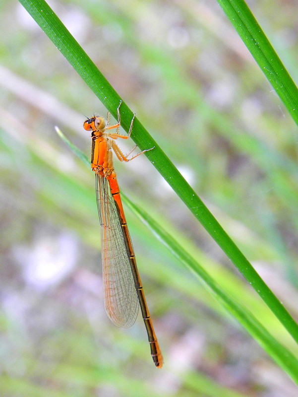 šidielko menšie Ischnura pumilio f. aurantiaca