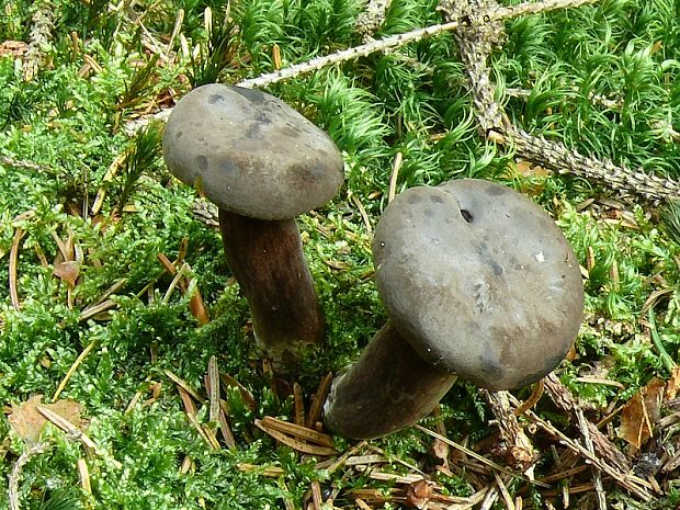 rýdzik čiernozamatový Lactarius lignyotus Fr.