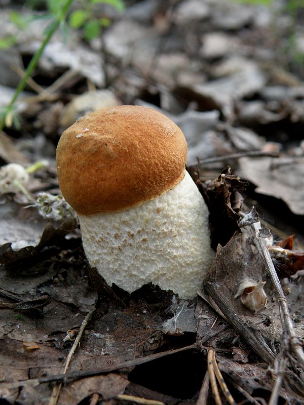 kozák osikový Leccinum albostipitatum den Bakker & Noordel.