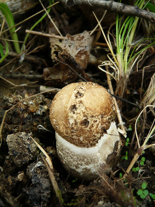 kozák topoľový Leccinum duriusculum (Schulzer ex Kalchbr.) Singer