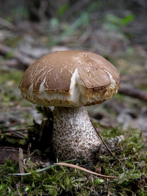 kozák brezový Leccinum scabrum (Bull.) Gray