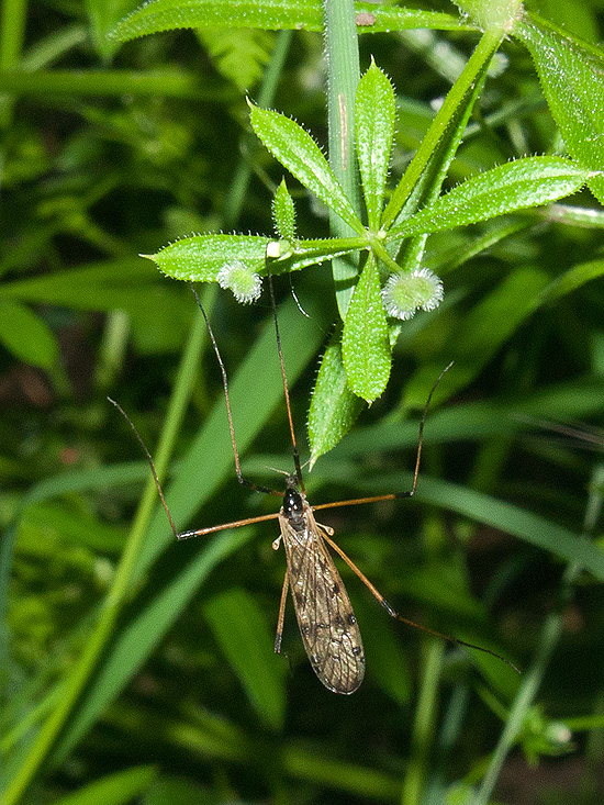 tipula Limonia nigropunctata ?