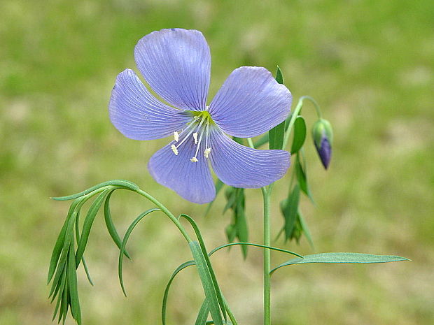 ľan rakúsky Linum austriacum L.