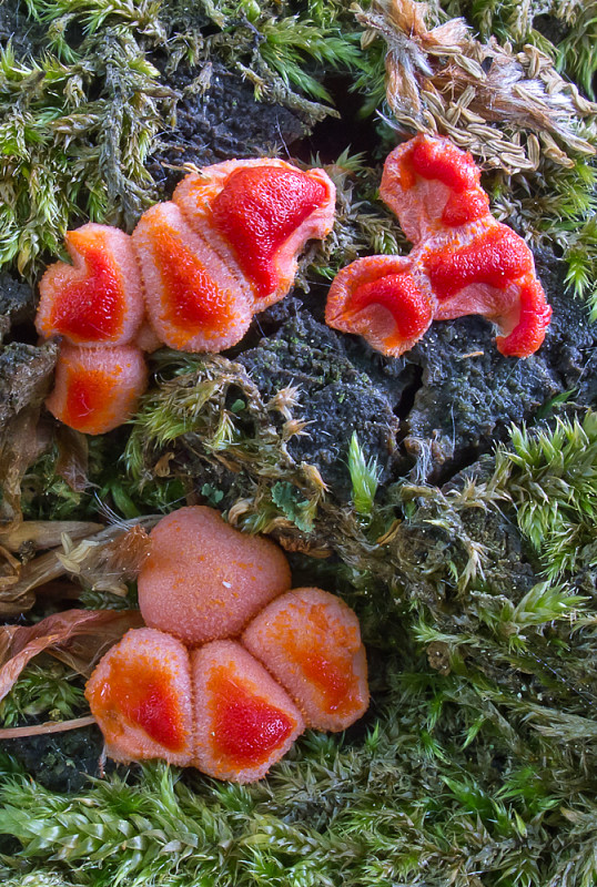 vlčinka Lycogala sp.