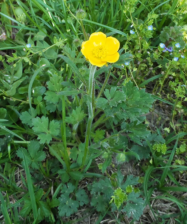 iskerník plazivý Ranunculus repens L.